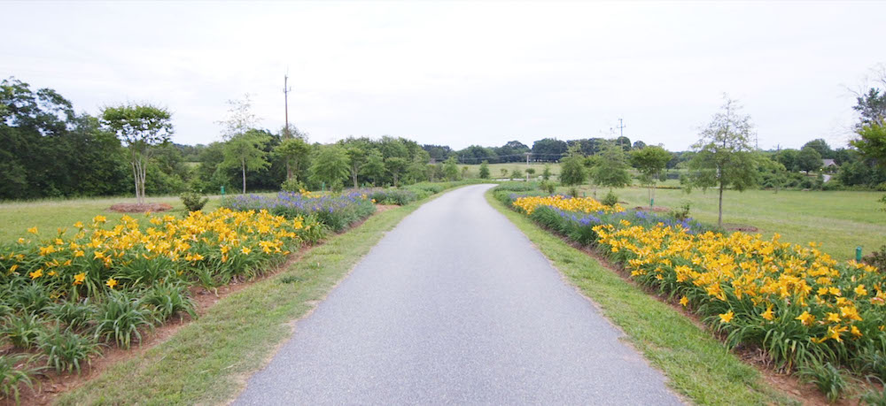 The driveway into The Oaks wedding venue near Anderson, SC