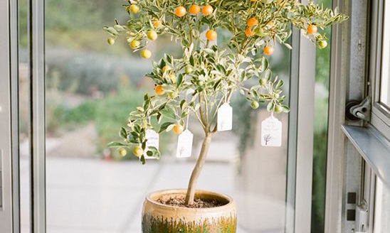 Wedding guest book alternative potted plant